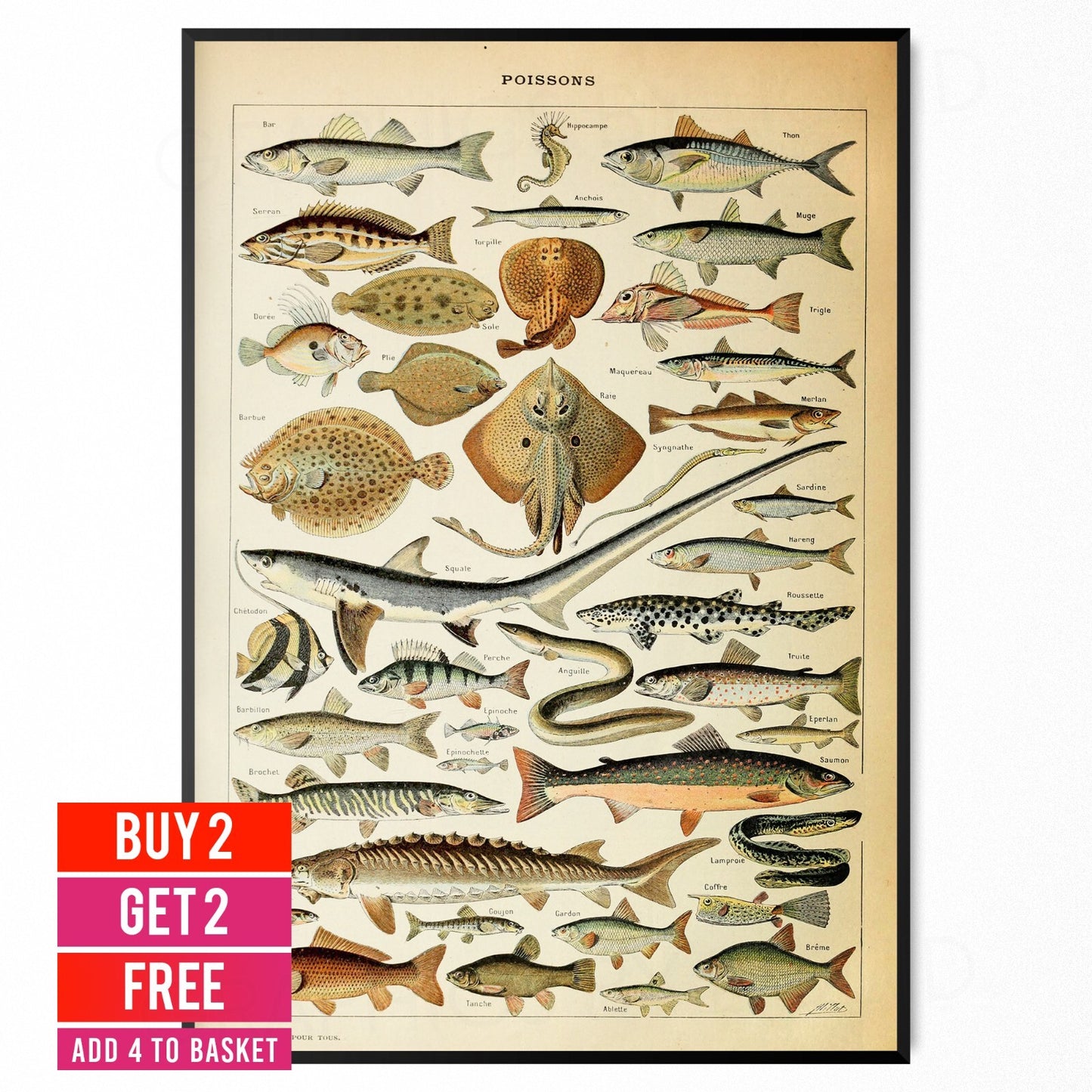 Fish Sea Identification Ocean Life Chart Animal Vintage Wall Poster - A5 A4 A3