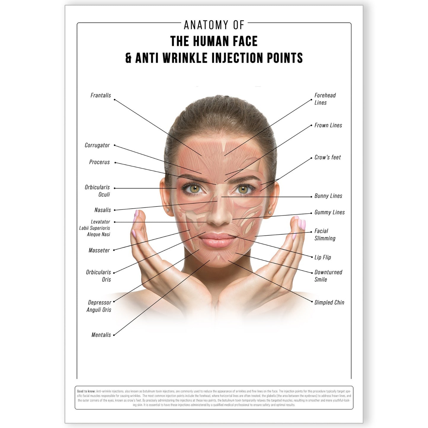 ANTI WRINKLE FACE ANATOMY SKINCARE EDUCATIONAL DETAILED POSTER PRINT A5-A3