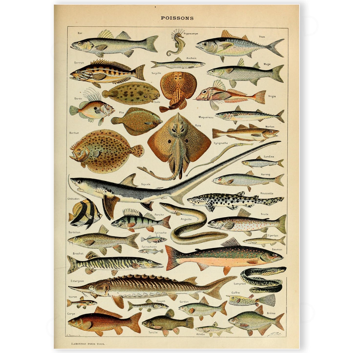 Fish Sea Identification Ocean Life Chart Animal Vintage Wall Poster - A5 A4 A3