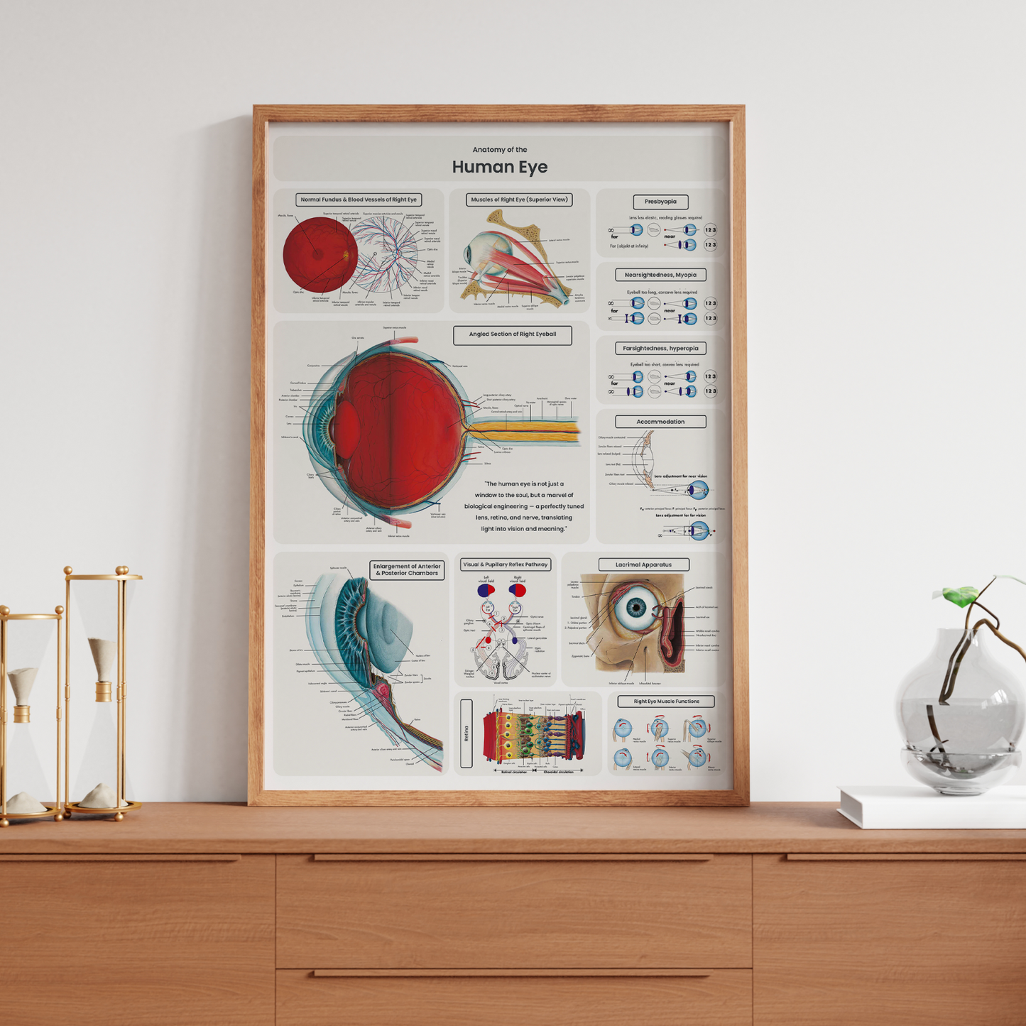 Eye Anatomy Poster Detailed Educational Doctor Science Poster Print A5 A4 A3