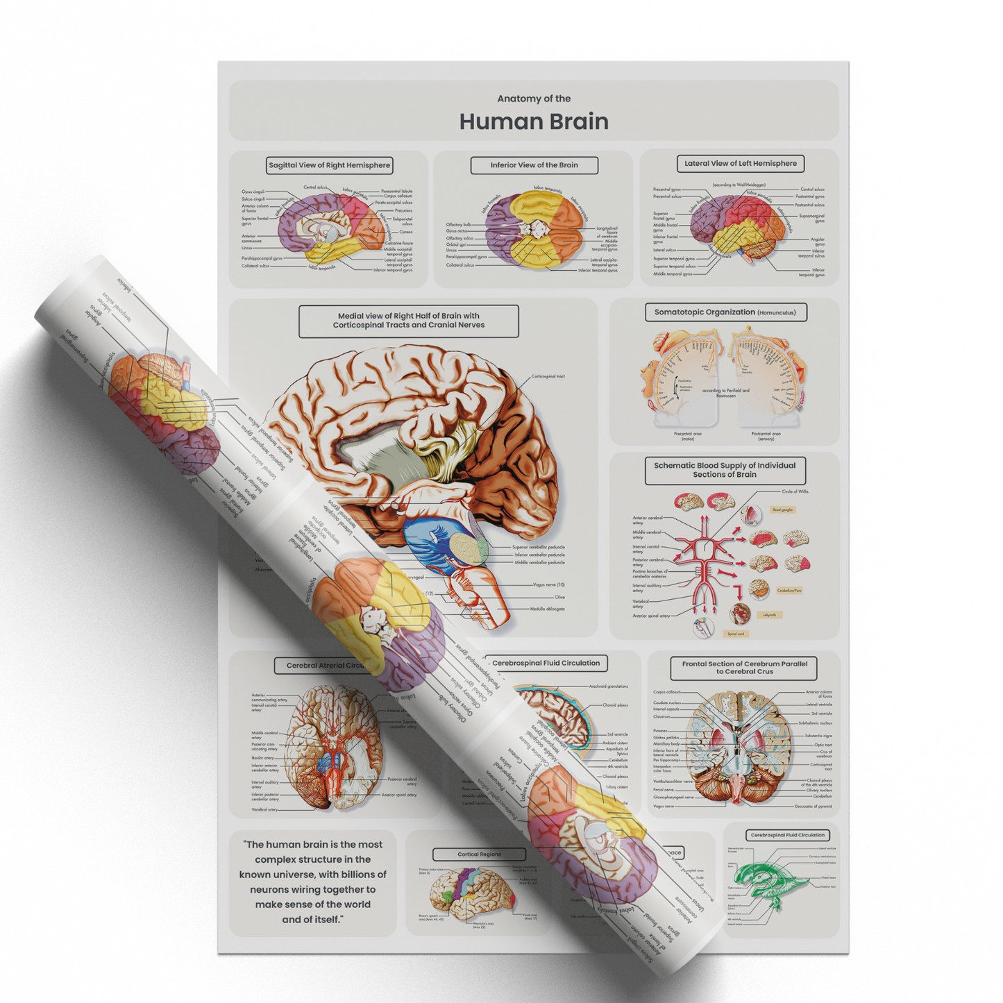 Brain Anatomy Poster Educational Human Anatomy Notes Study A5-A3 Print