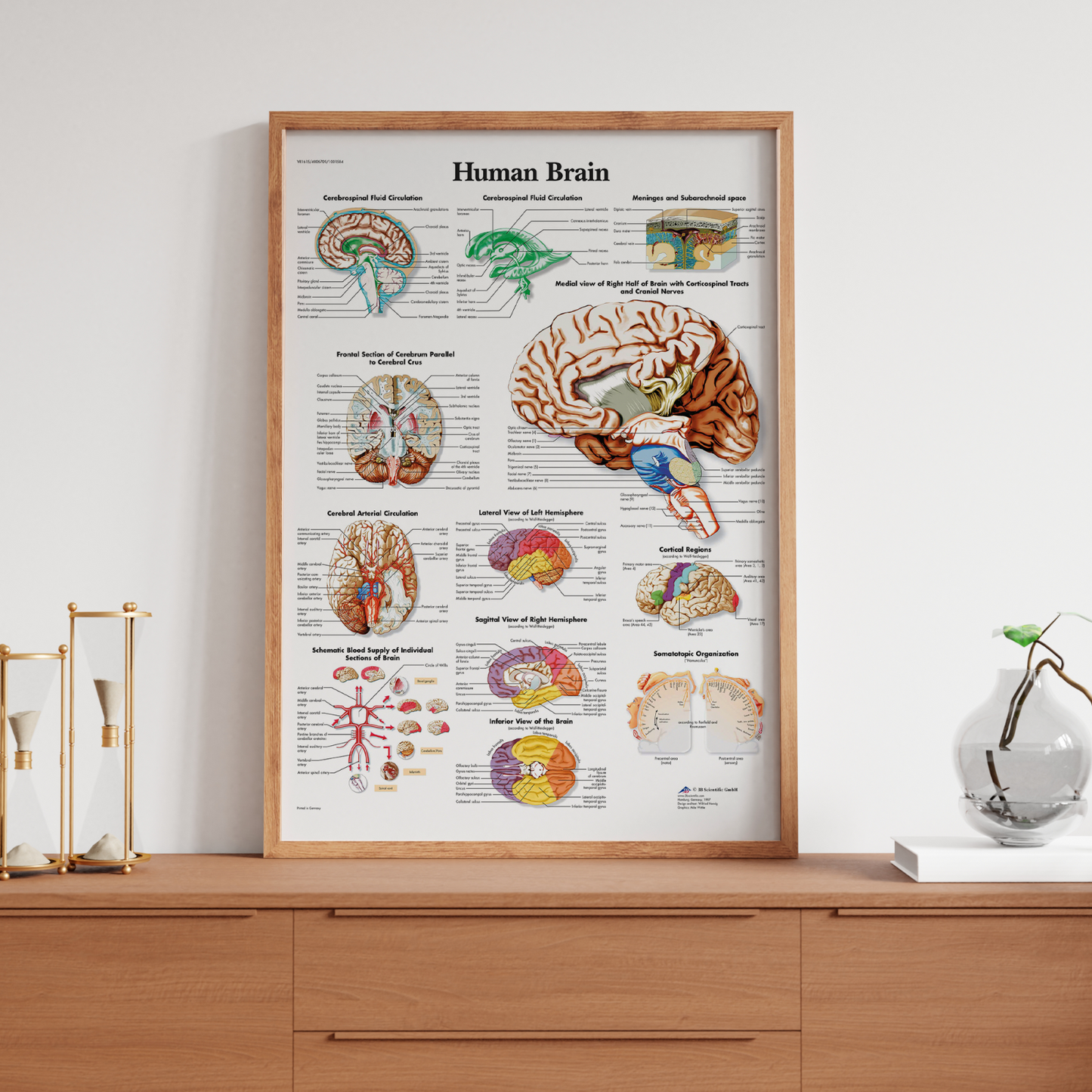 Anatomy Of The Brain Educational Notes Human Body Anatomical Poster A5 A4 A3