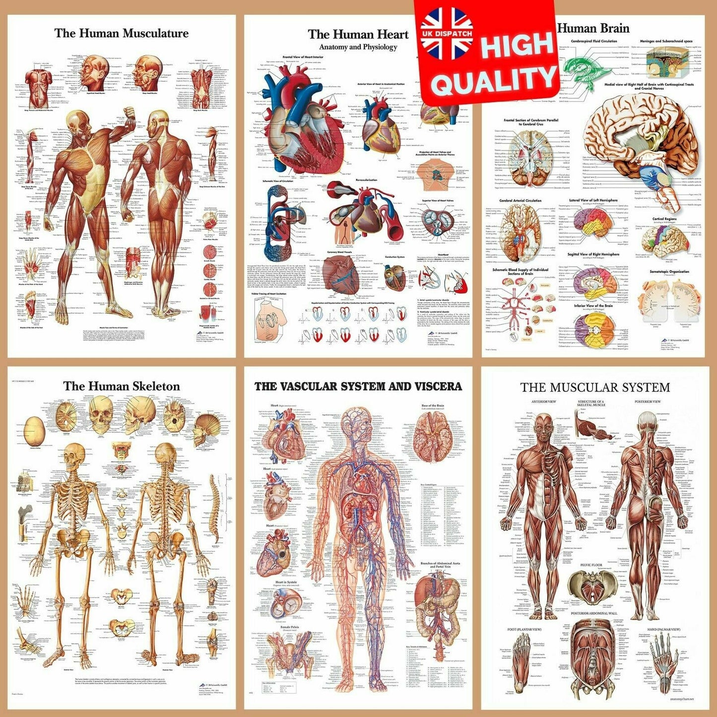 HUMAN ANATOMY EDUCATIONAL STUDENT MEDICAL LIFE POSTER PRINTS | A4 A3