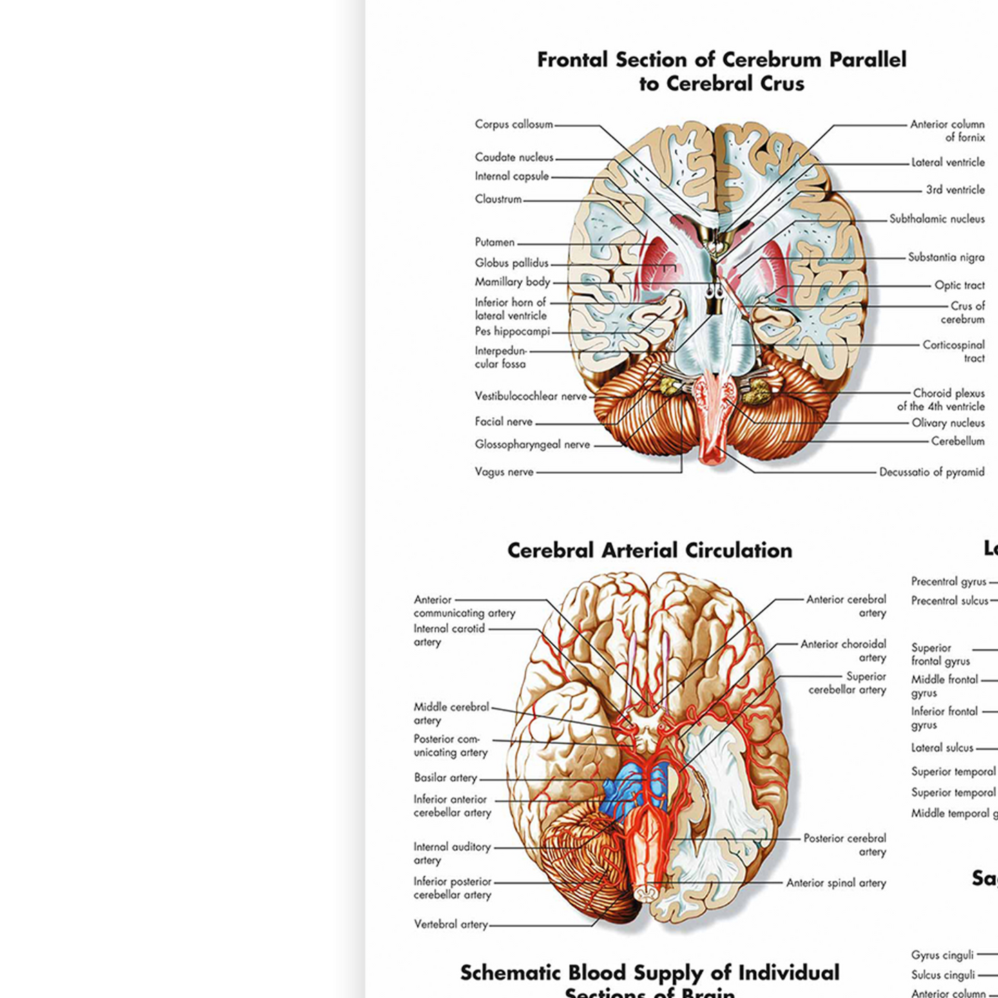 Anatomy Of The Brain Educational Notes Human Body Anatomical Poster A5 A4 A3