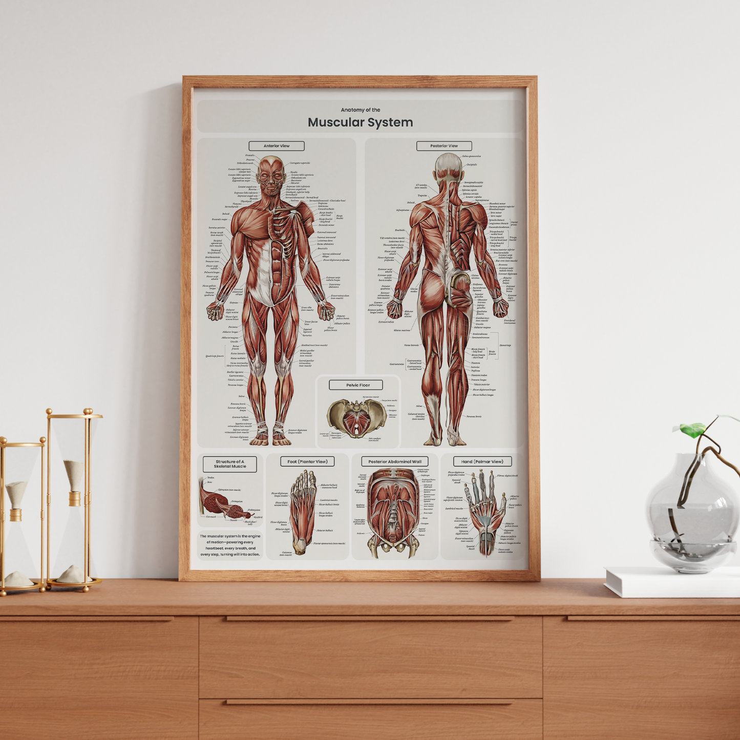 Muscular System Human Muscle Anatomy Body Chart Educational Poster A5-A3 Poster