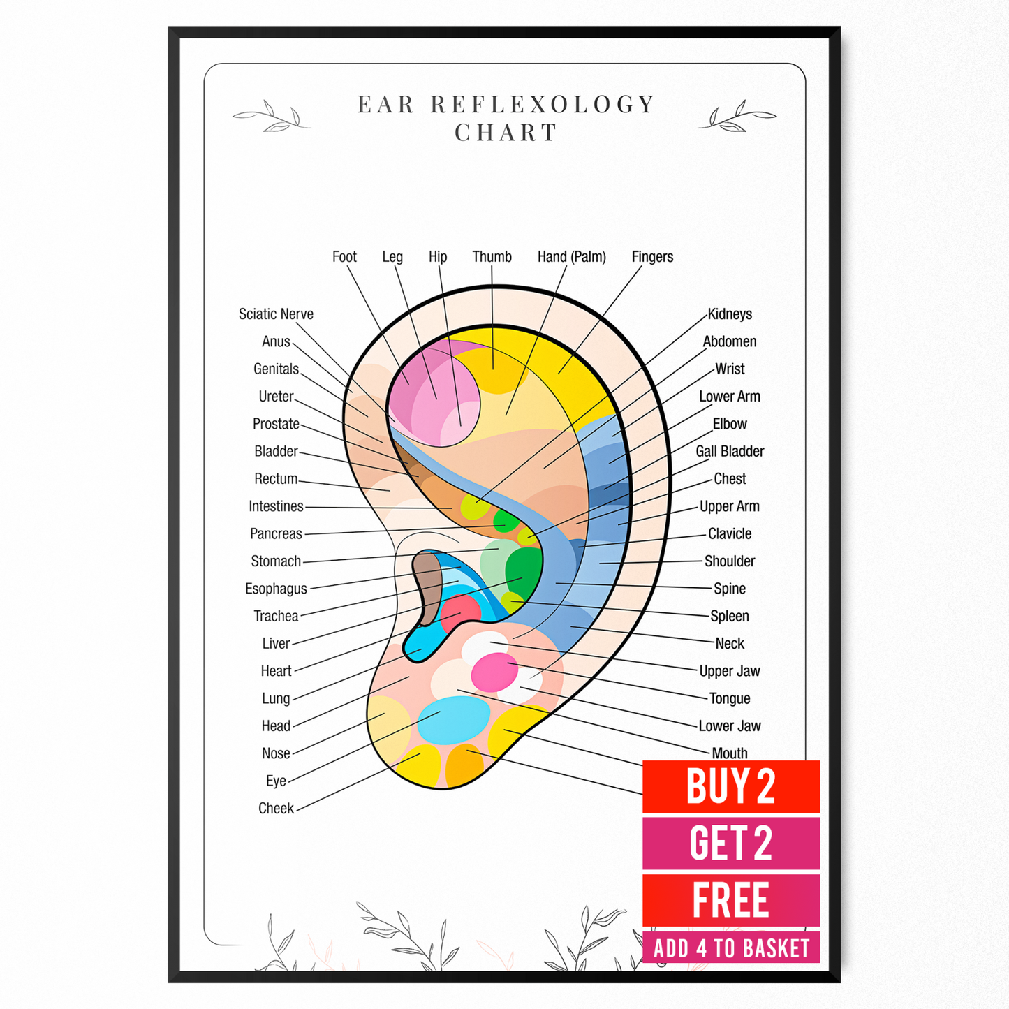 EAR REFLEXOLOGY COLOUR CODED ANATOMY ORGAN MASSAGE CHART POSTER A5 A4 A3