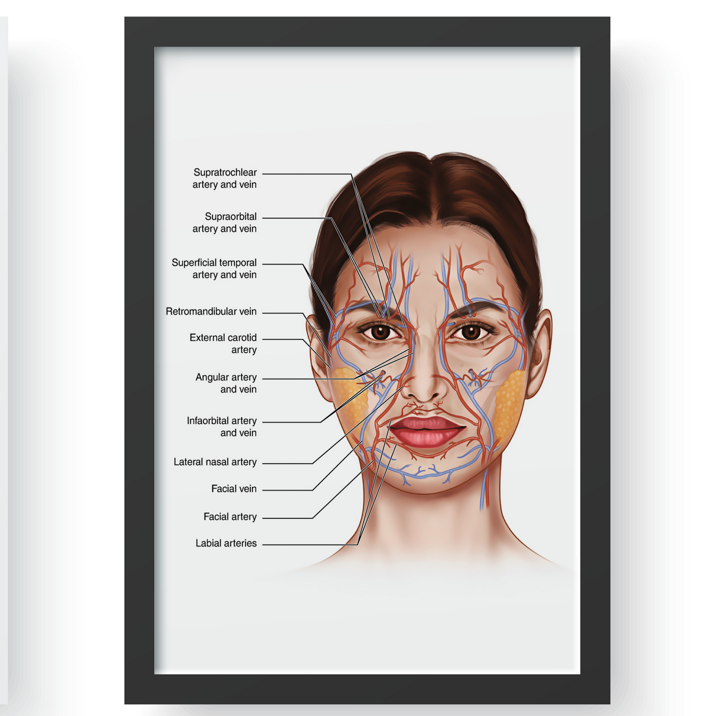 Face Anatomy Poster Facial Muscles & Veins Educational Science Print A5–A3
