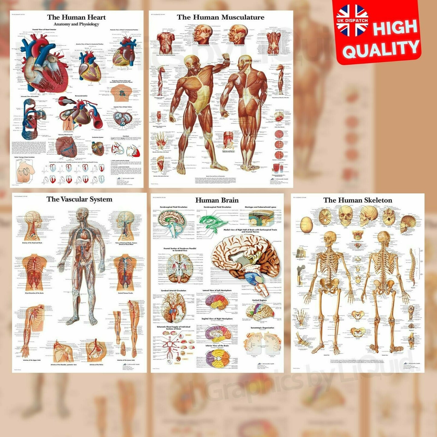 HUMAN ANATOMY EDUCATIONAL STUDENT MEDICAL LIFE POSTER PRINTS | A4 A3