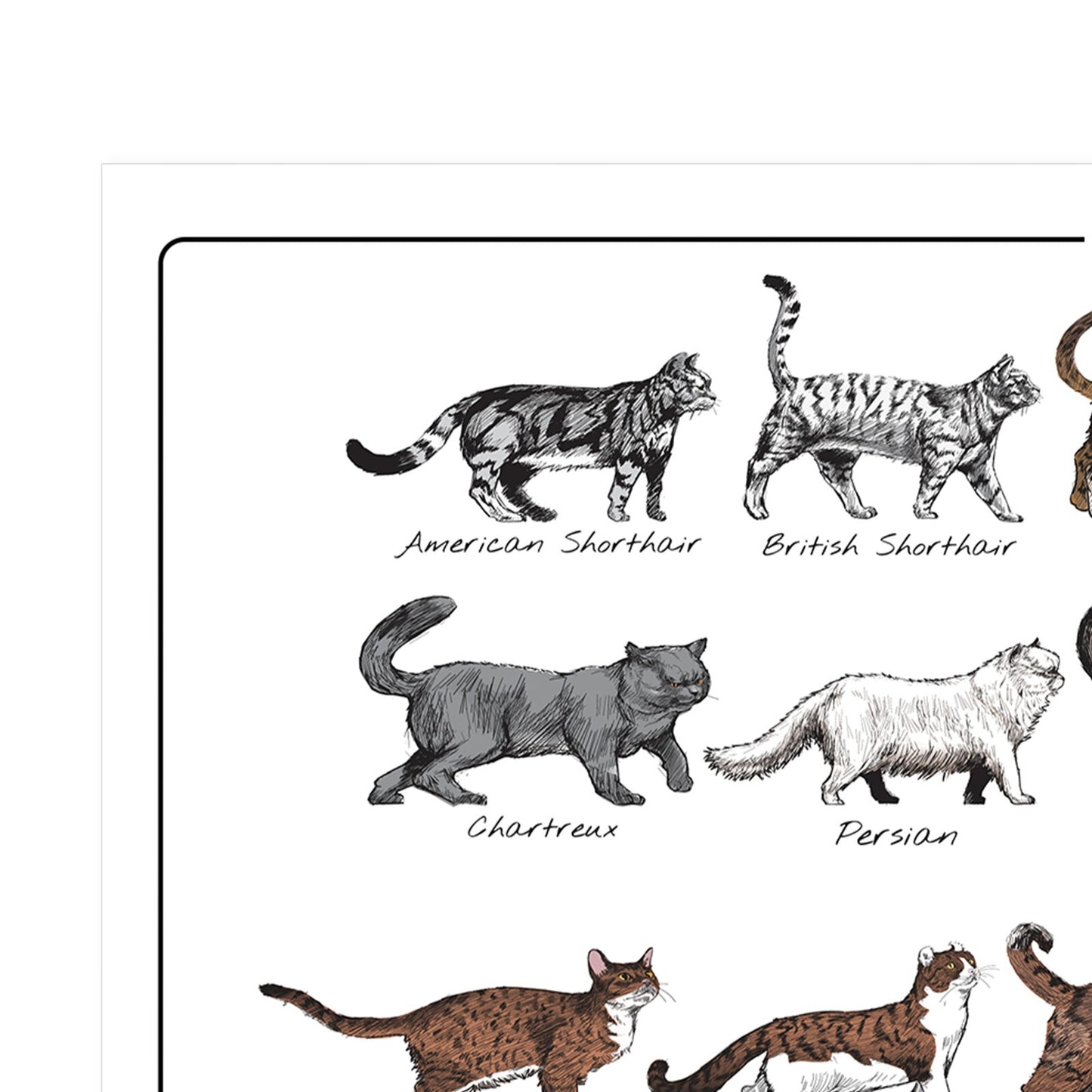 Cat Poster Print Bedroom Living Room Cat Breeds Educational Wall Art A5-A3