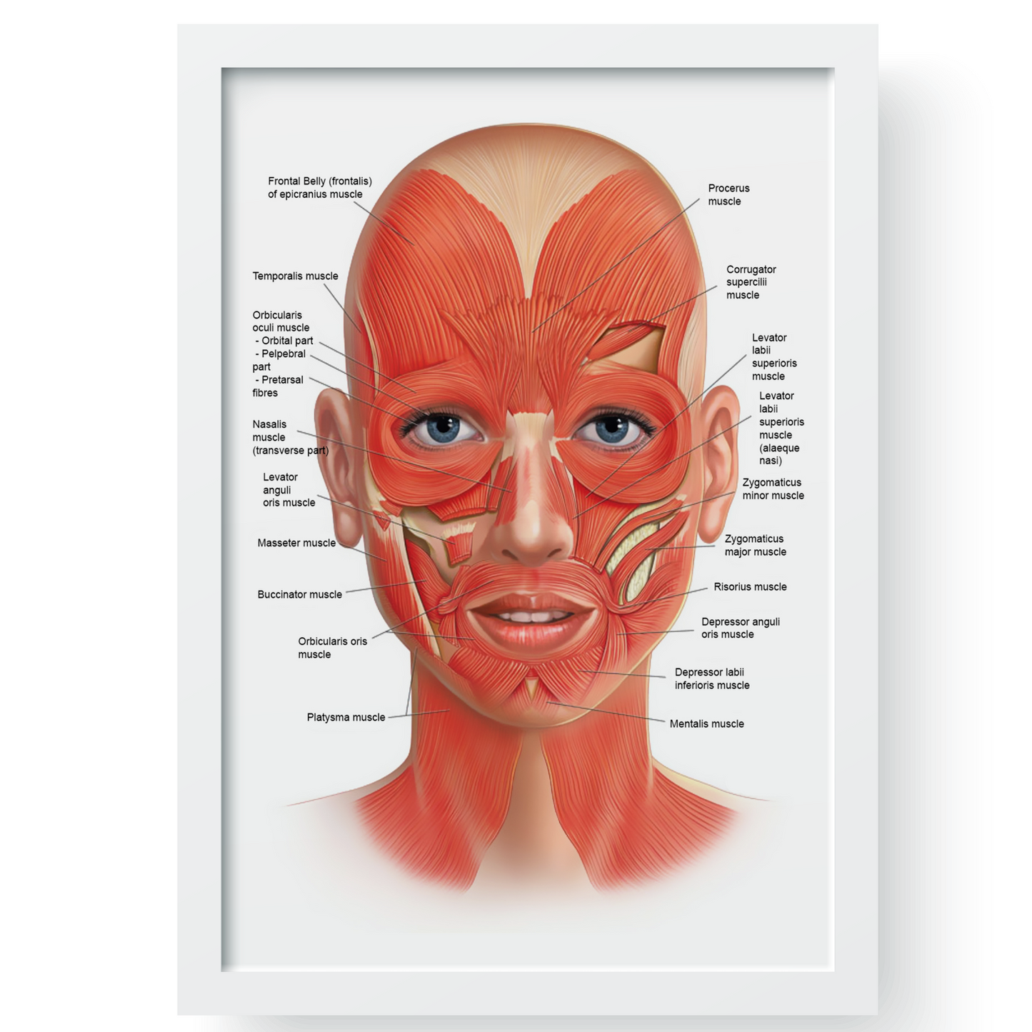 Face Anatomy Poster Facial Muscles & Veins Educational Science Print A5–A3