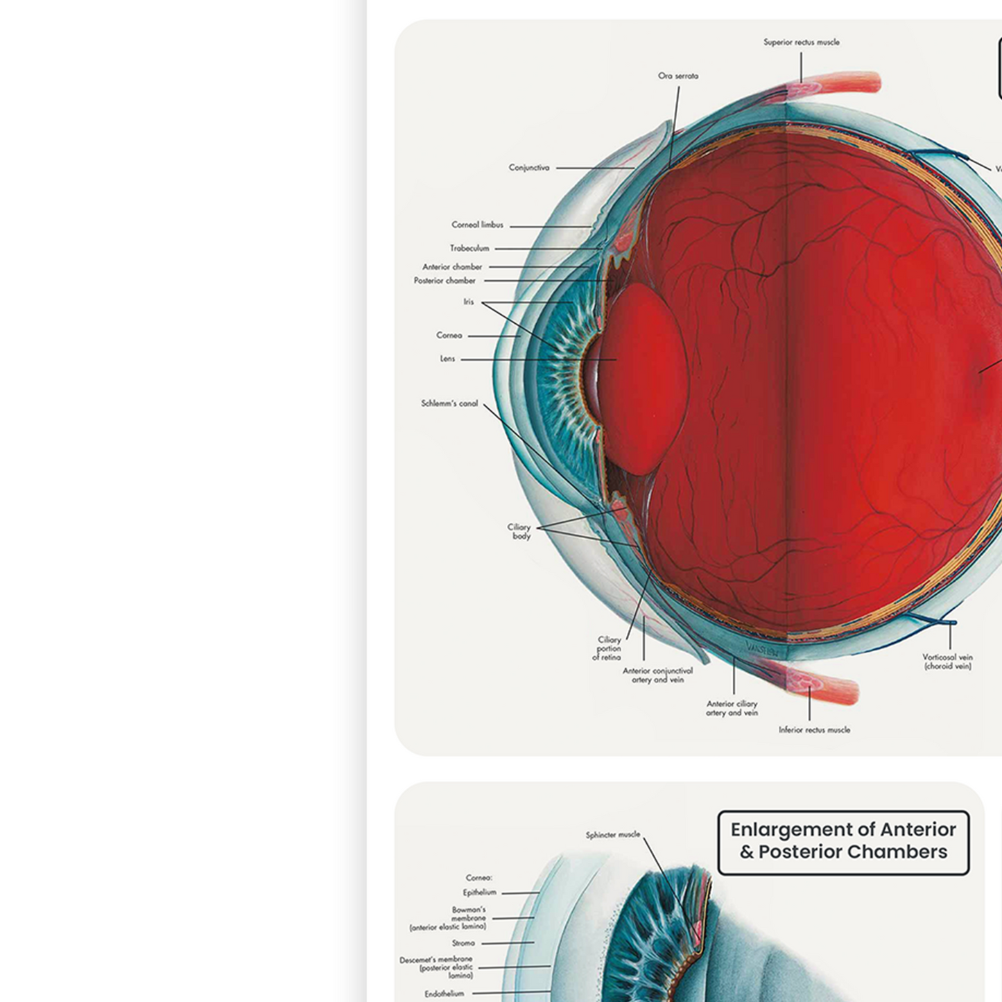 Eye Anatomy Poster Detailed Educational Doctor Science Poster Print A5 A4 A3