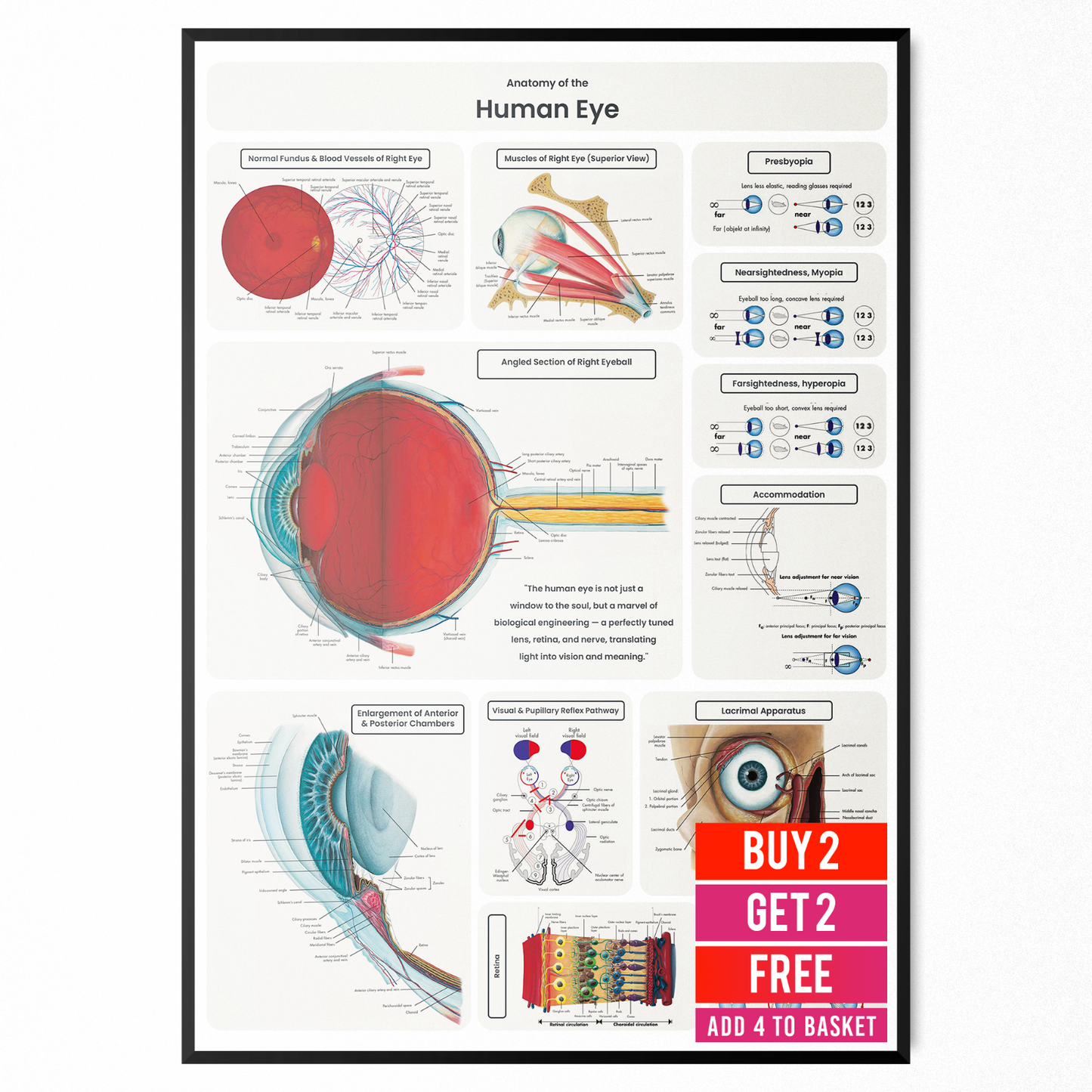 Eye Anatomy Poster Educational Human Anatomy Chart Medical Study A5-A3