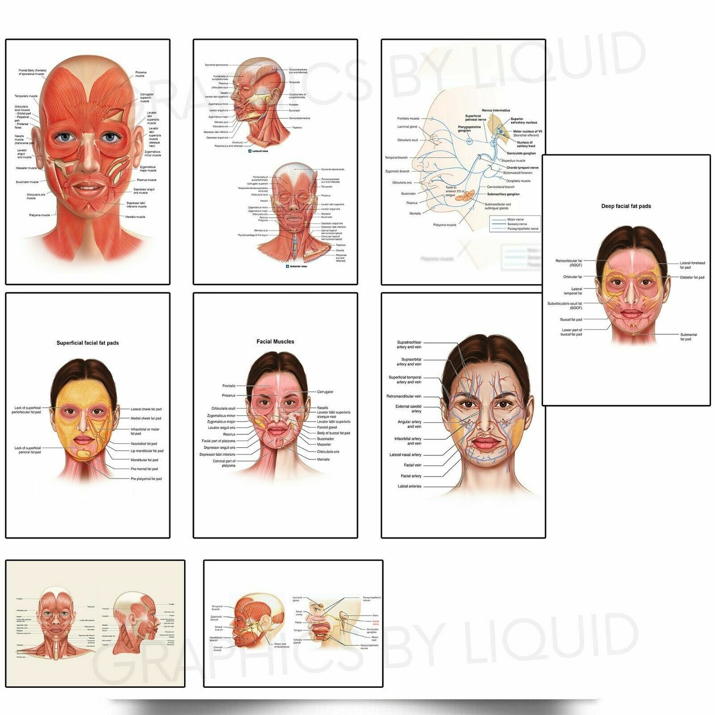 FACIAL FACE FATPAD ANATOMY EDUCATIONAL STUDENT MEDICAL LIFE POSTER PRINTS A4 A3