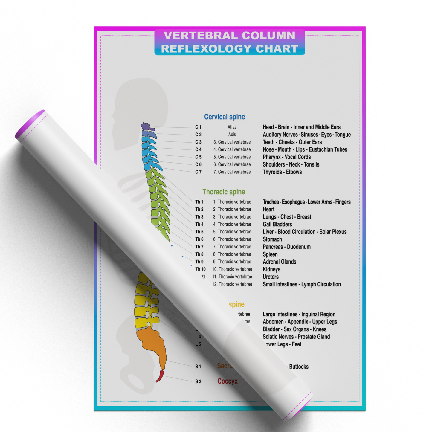 Human Anatomy Poster Medical Doctor Spine Chart Educational Poster A5-A1