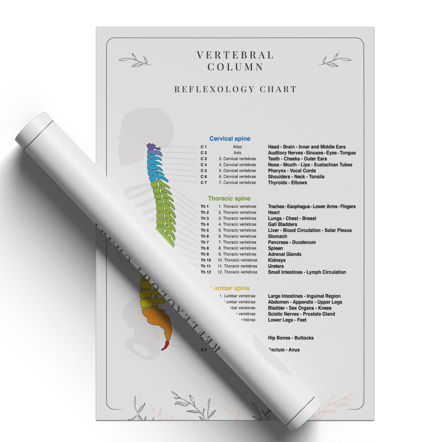 Spine Reflexology Poster Human Anatomy Chiropractic Educational Poster A5-A1