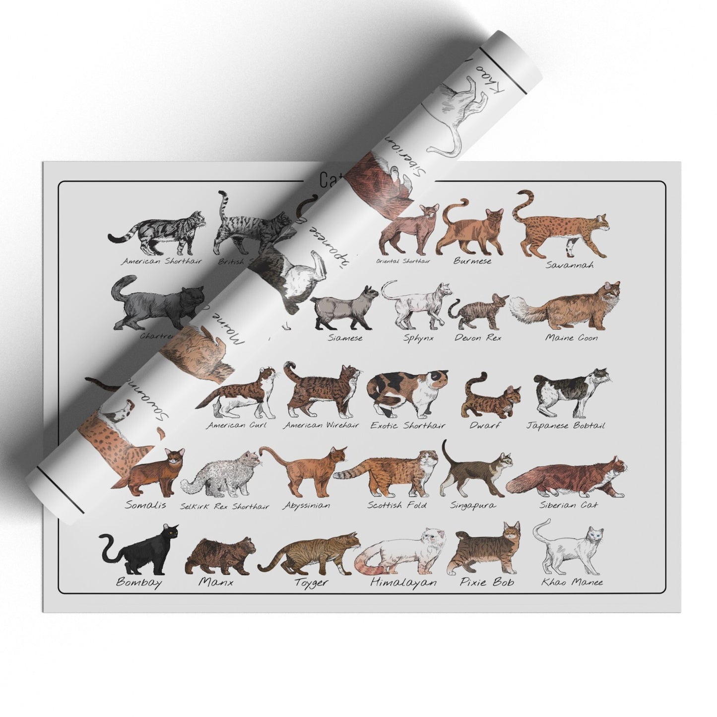 Cat Poster Print Bedroom Living Room Cat Breeds Educational Wall Art A5-A3