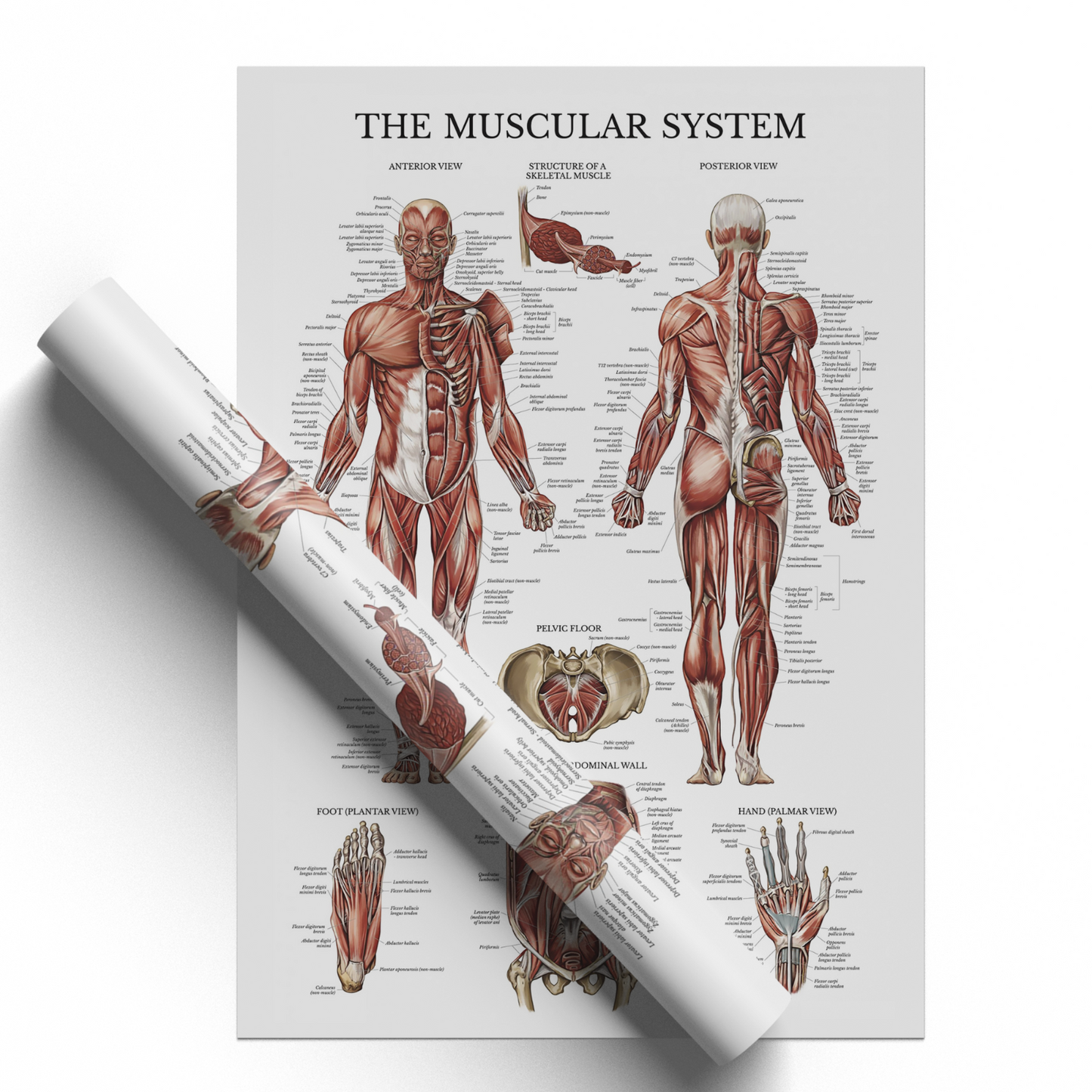 Muscular System Human Muscle Anatomy Body Educational Chart Poster A5 A4 A3