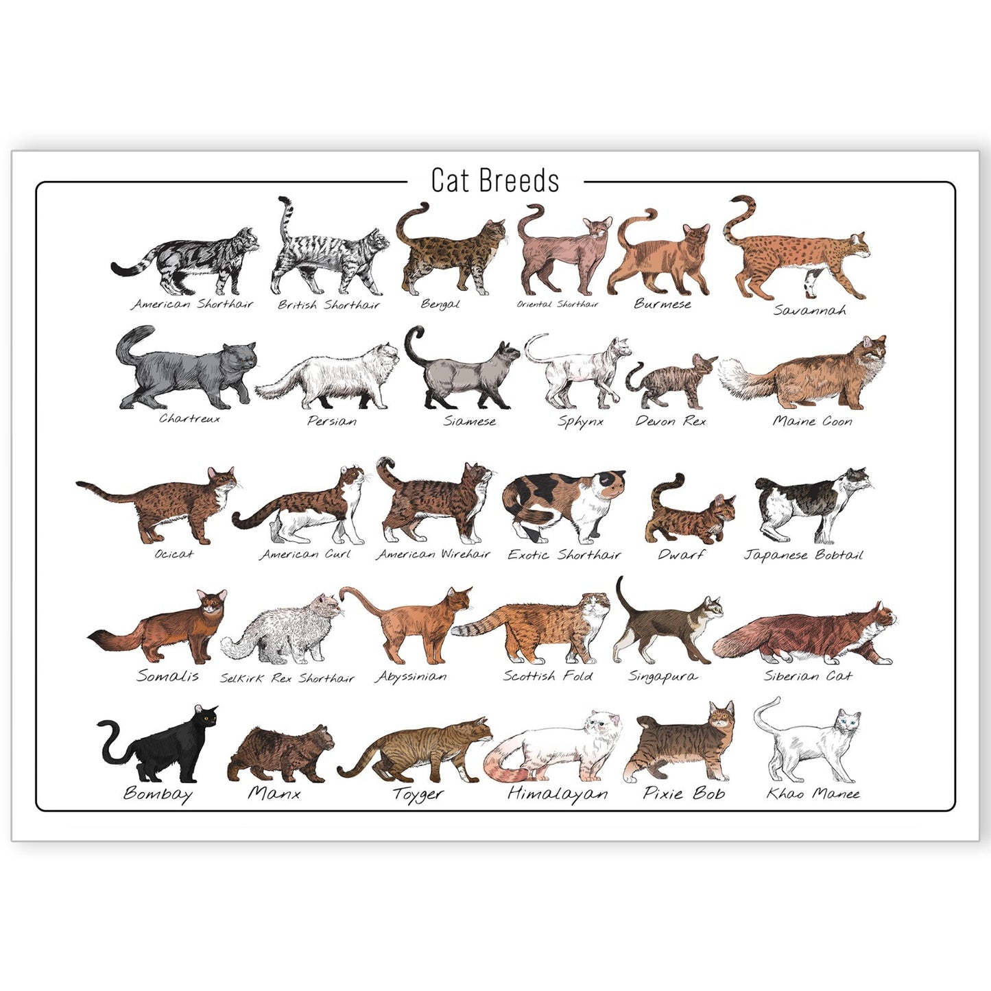 Cat Poster Print Bedroom Living Room Cat Breeds Educational Wall Art A5-A3