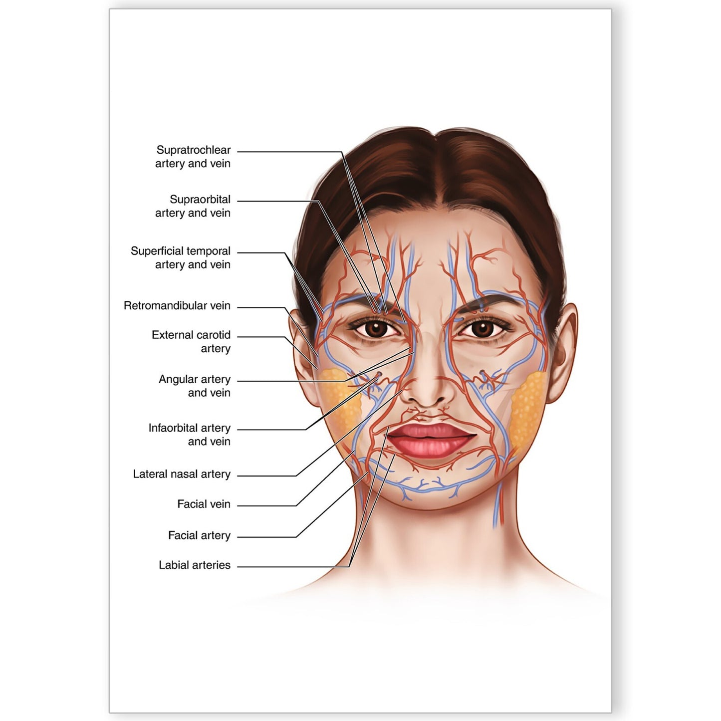 Face Anatomy Facial Fatpad Detailed Science Education Poster Print - A5 A4 A3