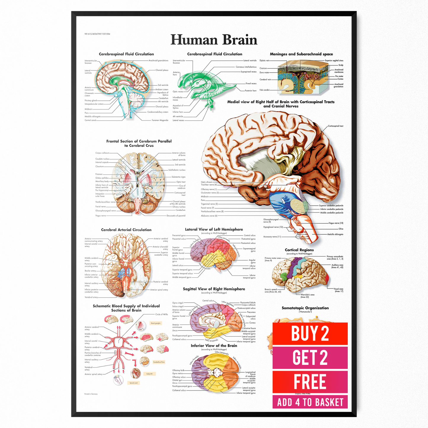 Anatomy Of The Brain Educational Notes Human Body Anatomical Poster A5 A4 A3