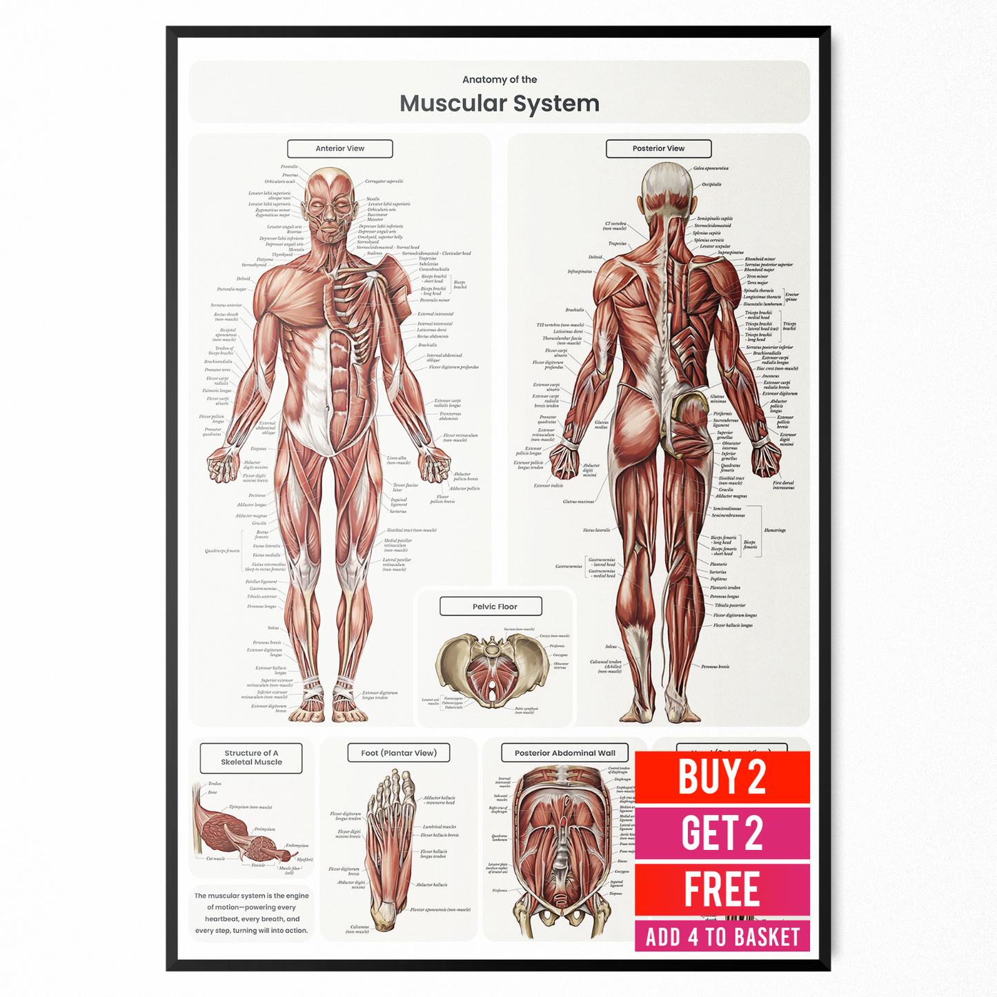 Muscular System Human Muscle Anatomy Body Chart Educational Poster A5-A3 Poster