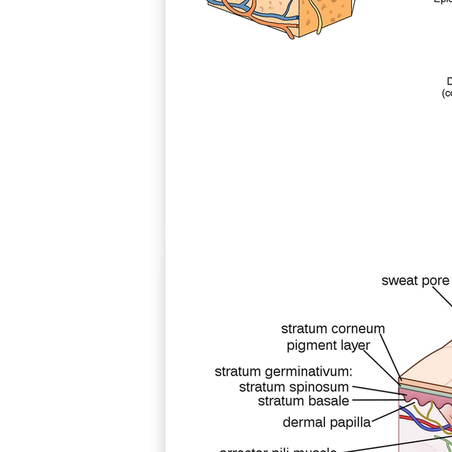 Human Skin Anatomy Medical Poster Doctor Educational Decor Poster A5 A4 A3