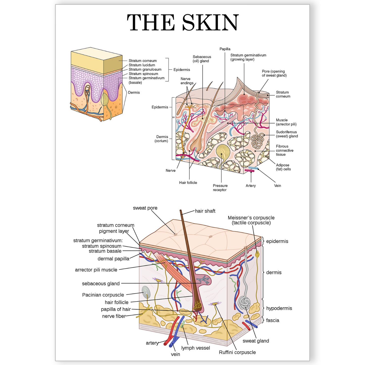 Human Skin Anatomy Medical Poster Doctor Educational Decor Poster A5 A4 A3