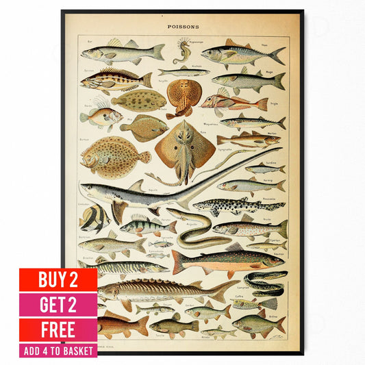 Fish Sea Identification Ocean Life Chart Animal Vintage Wall Poster - A5 A4 A3