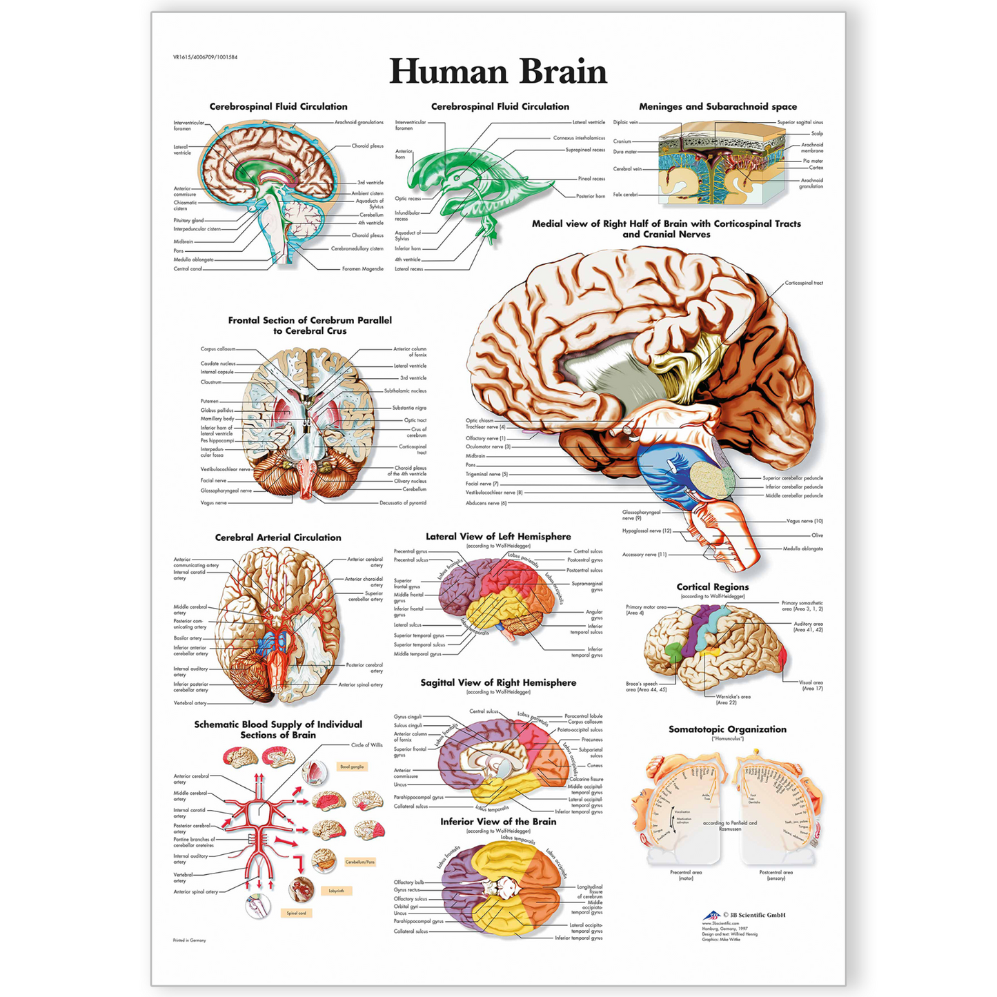 Anatomy Of The Brain Educational Notes Human Body Anatomical Poster A5 A4 A3