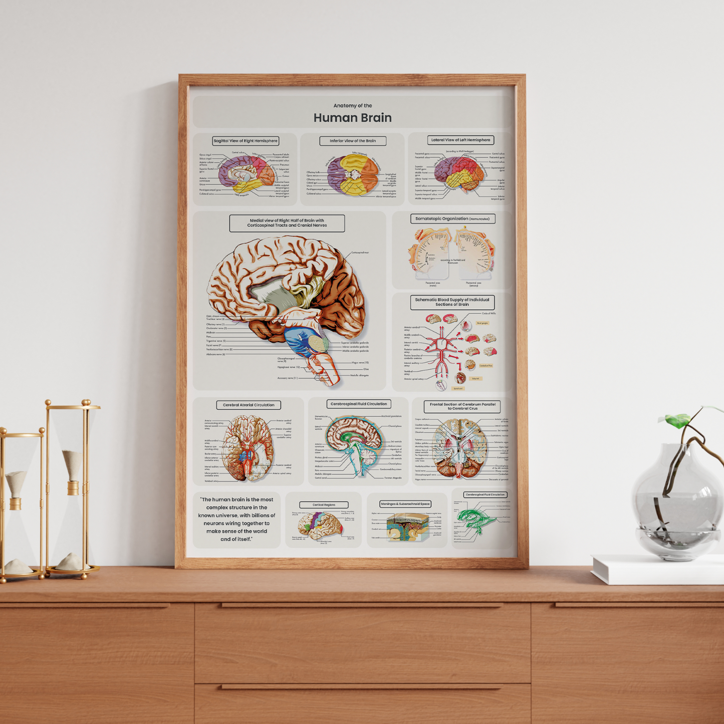 Brain Anatomy Poster Educational Human Anatomy Notes Study A5-A3 Print