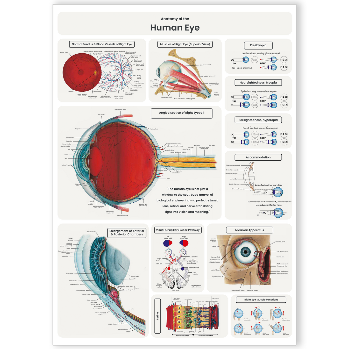 Eye Anatomy Poster Detailed Educational Doctor Science Poster Print A5 A4 A3