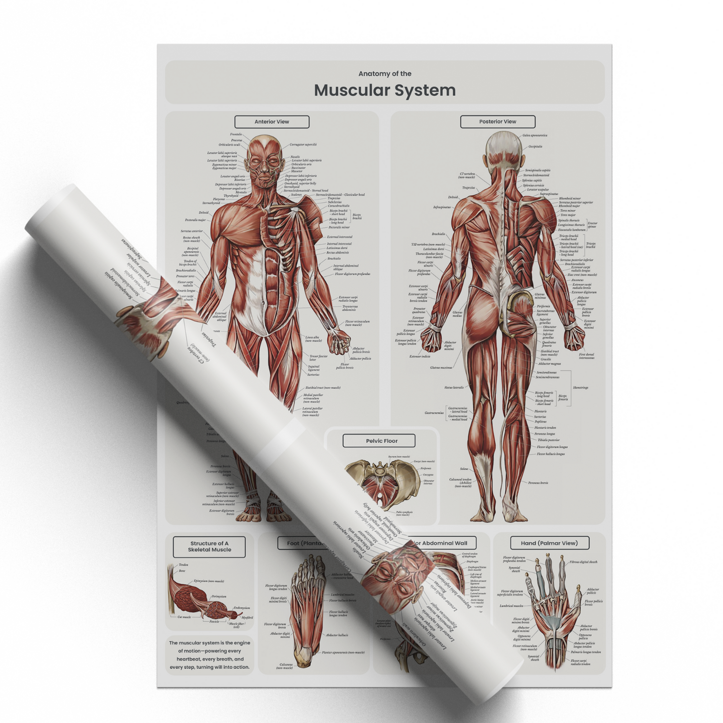 Muscular System Human Muscle Anatomy Body Chart Educational Poster A5-A3 Poster