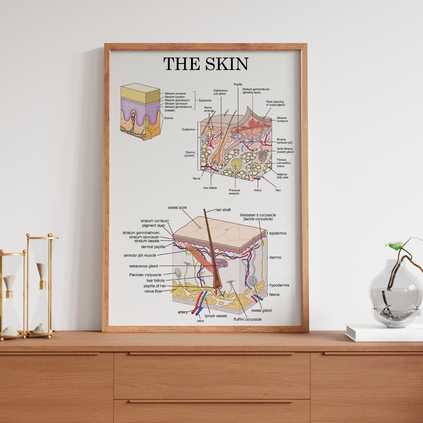 Human Skin Anatomy Medical Poster Doctor Educational Decor Poster A5 A4 A3