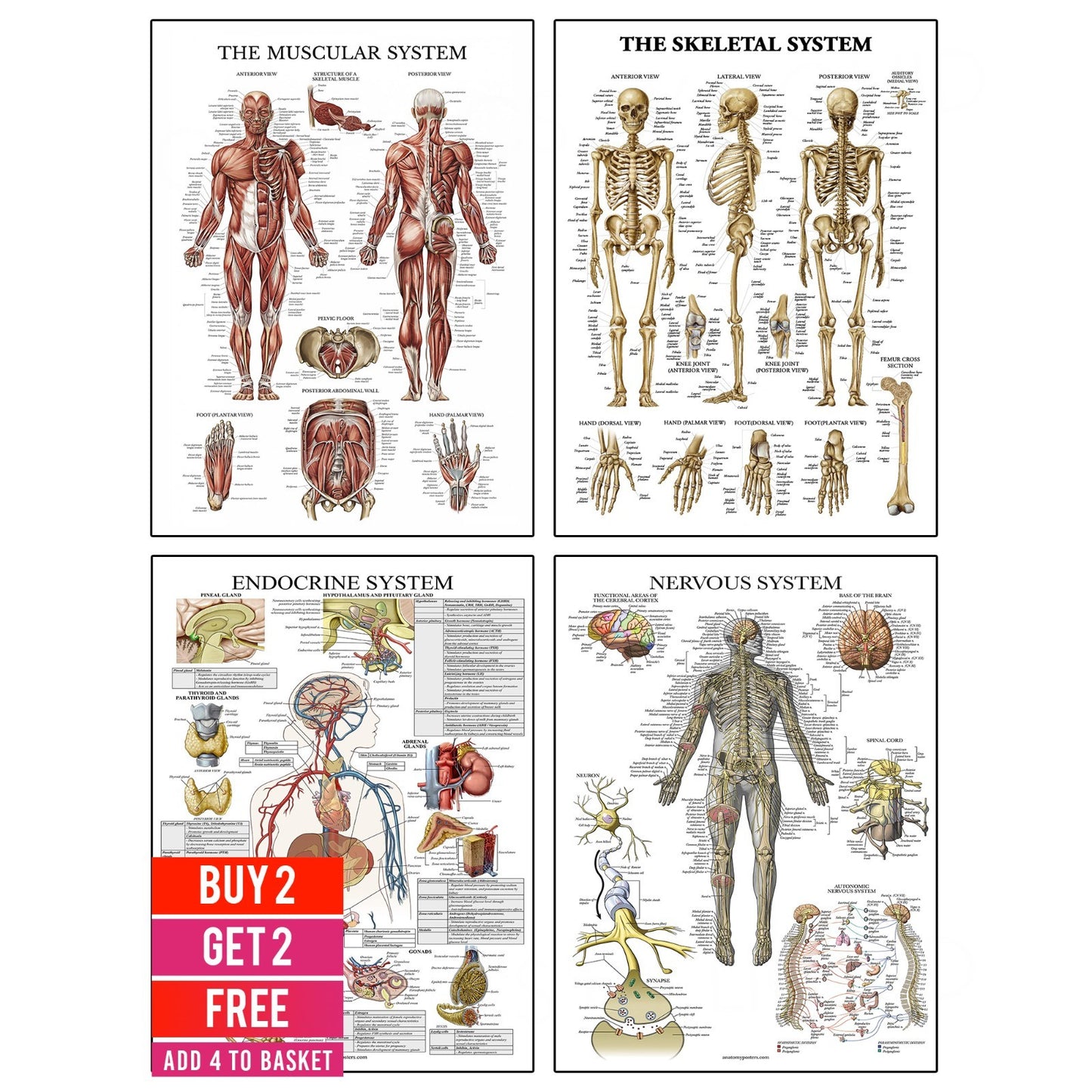 Human Muscular System Body Skeletal Nervous Educational Anatomy Poster Chart