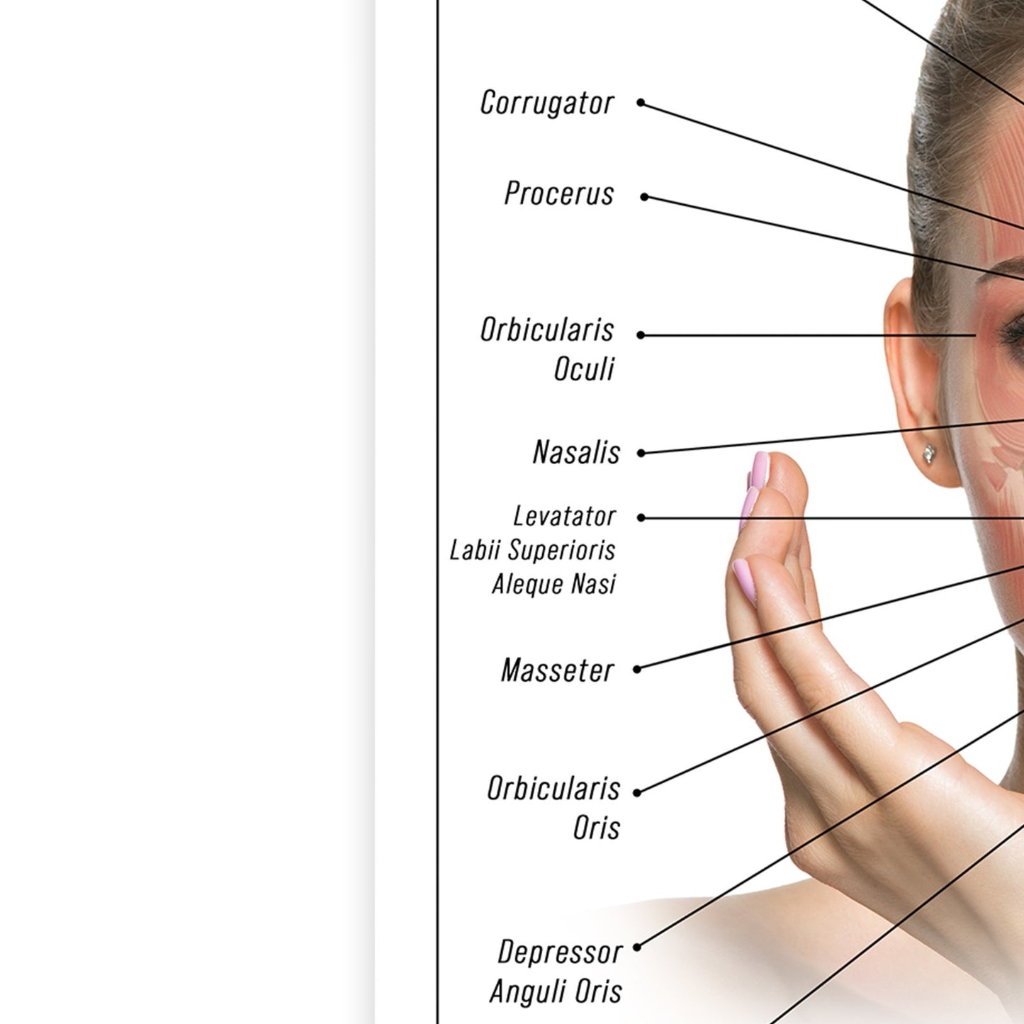 ANTI WRINKLE FACE ANATOMY SKINCARE EDUCATIONAL DETAILED POSTER PRINT A5-A3