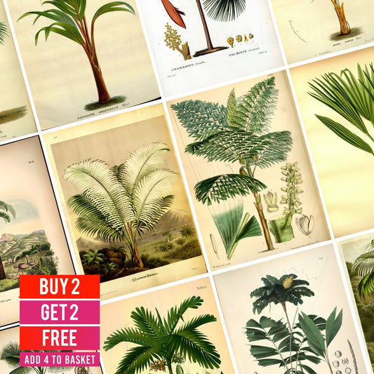 Vintage Botanical Posters Prints - Home Living Room Wall Art Pictures Home Decor