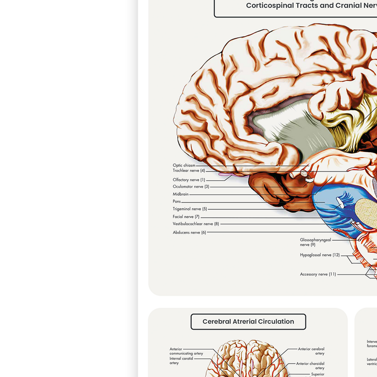 Brain Anatomy Poster Educational Human Anatomy Notes Study A5-A3 Print