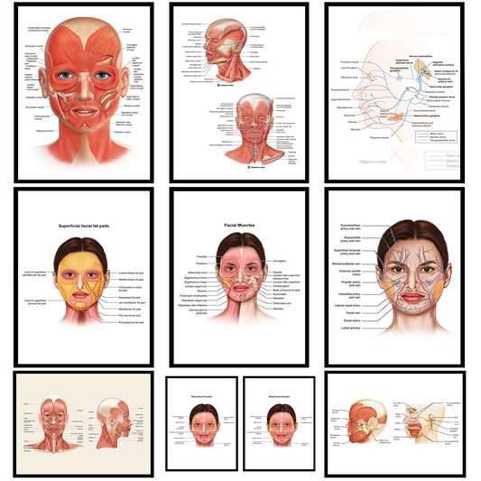 FACIAL FACE FATPAD ANATOMY EDUCATIONAL STUDENT MEDICAL LIFE POSTER PRINTS A4 A3