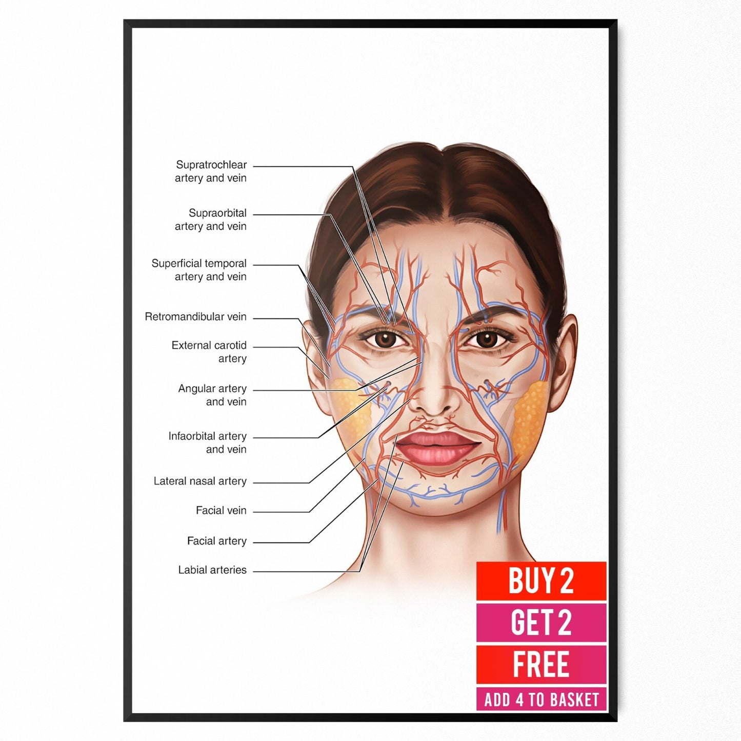 Face Anatomy Facial Fatpad Detailed Science Education Poster Print - A5 A4 A3
