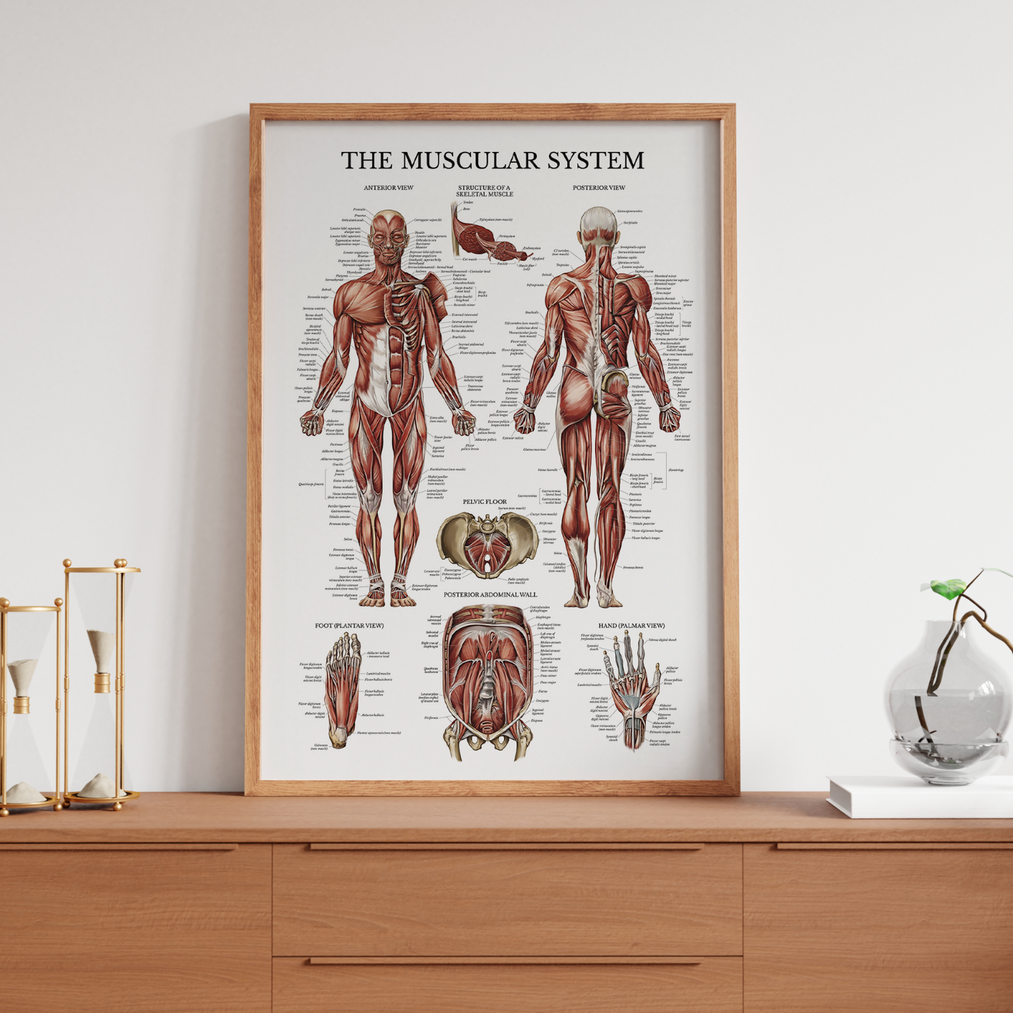 Muscular System Human Muscle Anatomy Body Educational Chart Poster A5 A4 A3