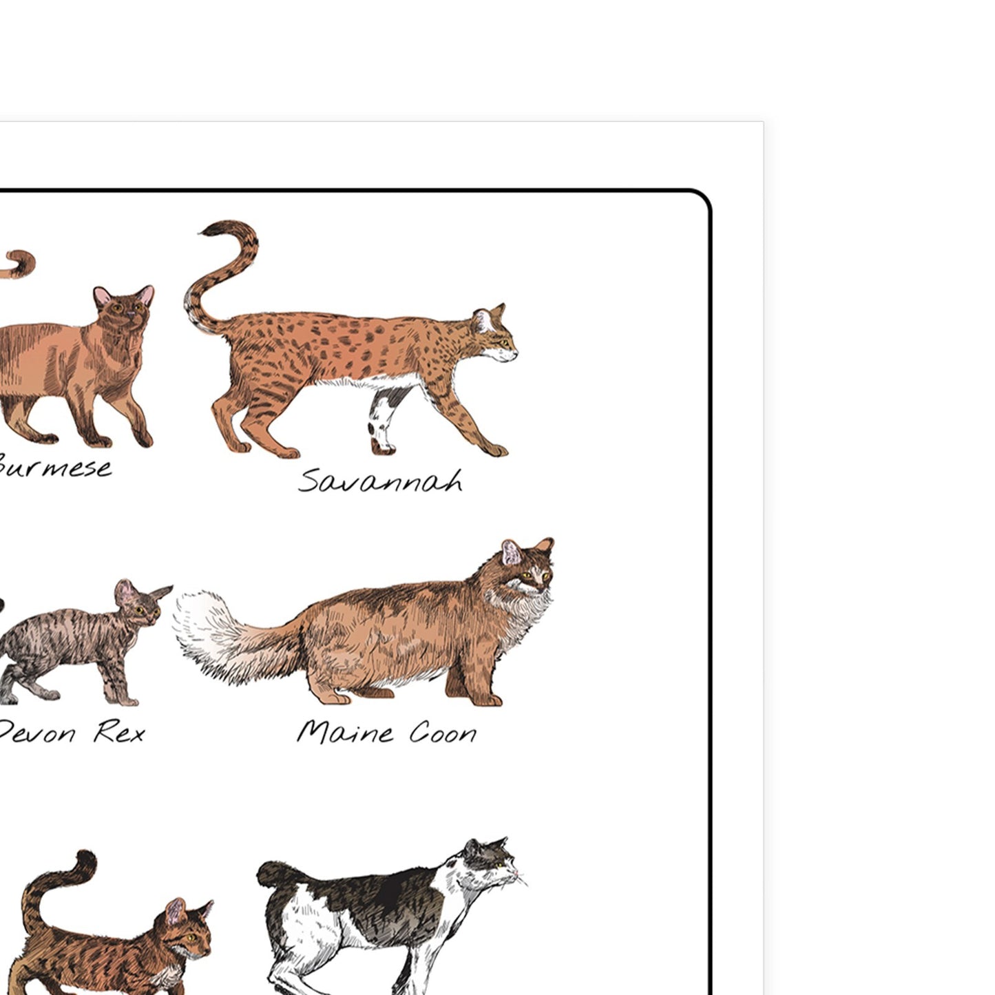 Cat Poster Print Bedroom Living Room Cat Breeds Educational Wall Art A5-A3