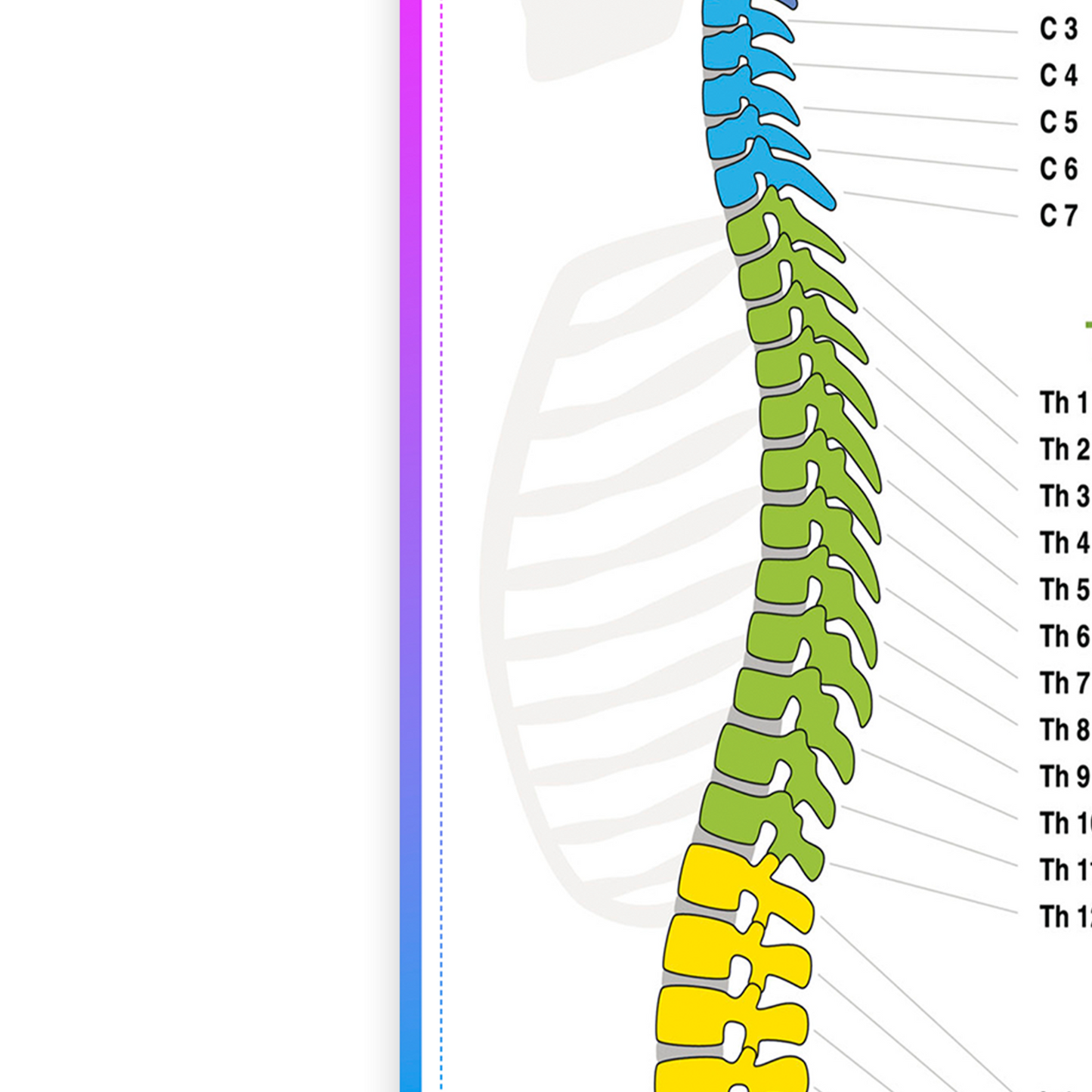 Human Anatomy Poster Medical Doctor Spine Chart Educational Poster A5-A1