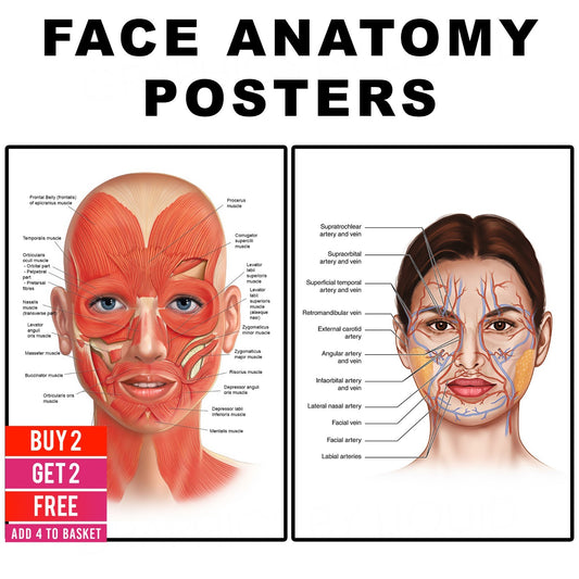Face Anatomy Poster Facial Muscles & Veins Educational Science Print A5–A3