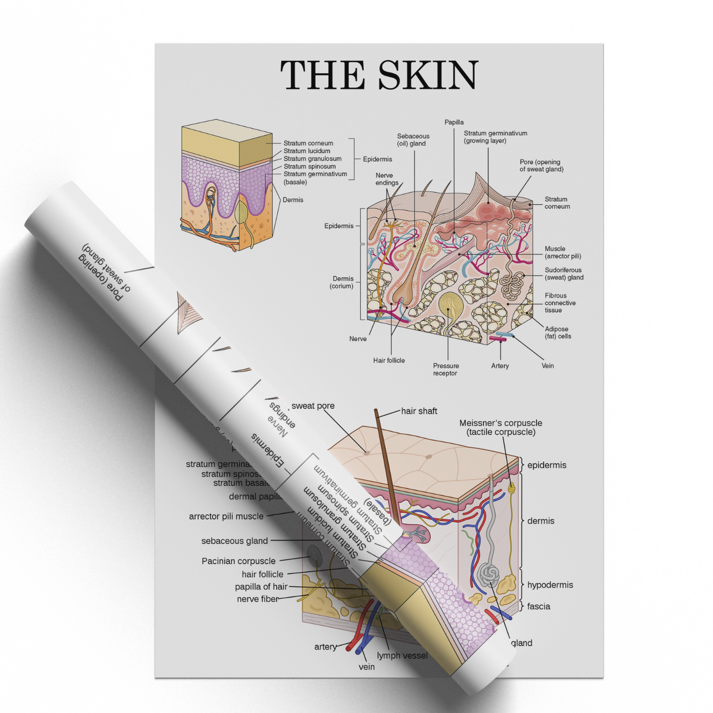 Human Skin Anatomy Medical Poster Doctor Educational Decor Poster A5 A4 A3