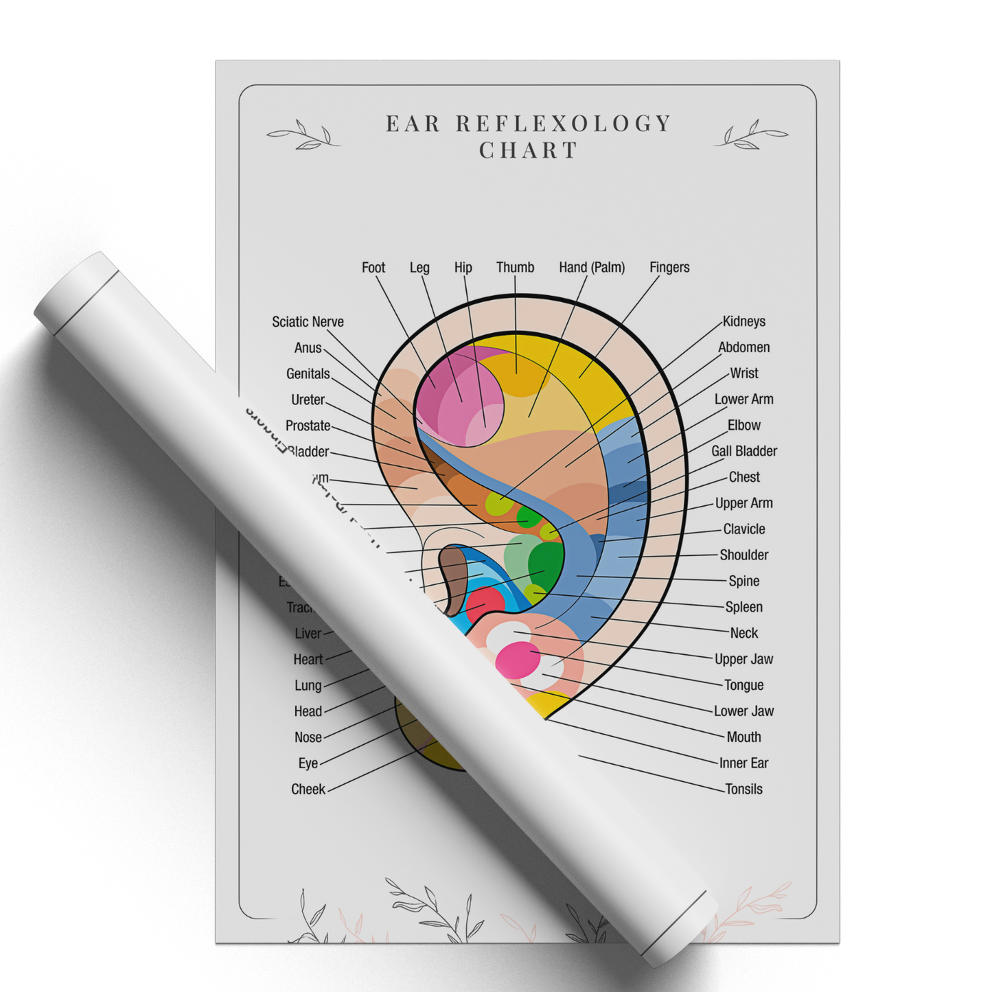 EAR REFLEXOLOGY COLOUR CODED ANATOMY ORGAN MASSAGE CHART POSTER A5 A4 A3