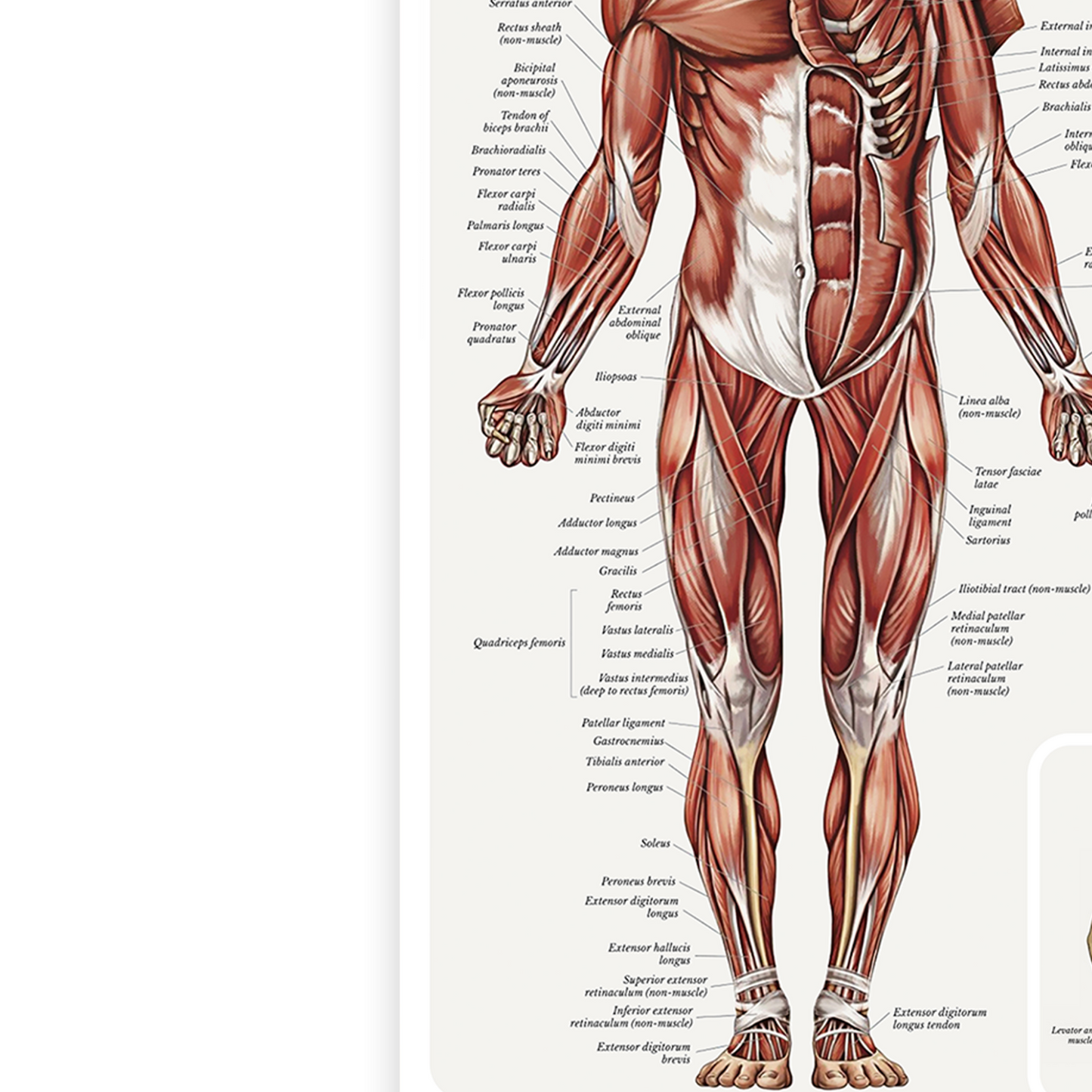 Muscular System Human Muscle Anatomy Body Chart Educational Poster A5-A3 Poster