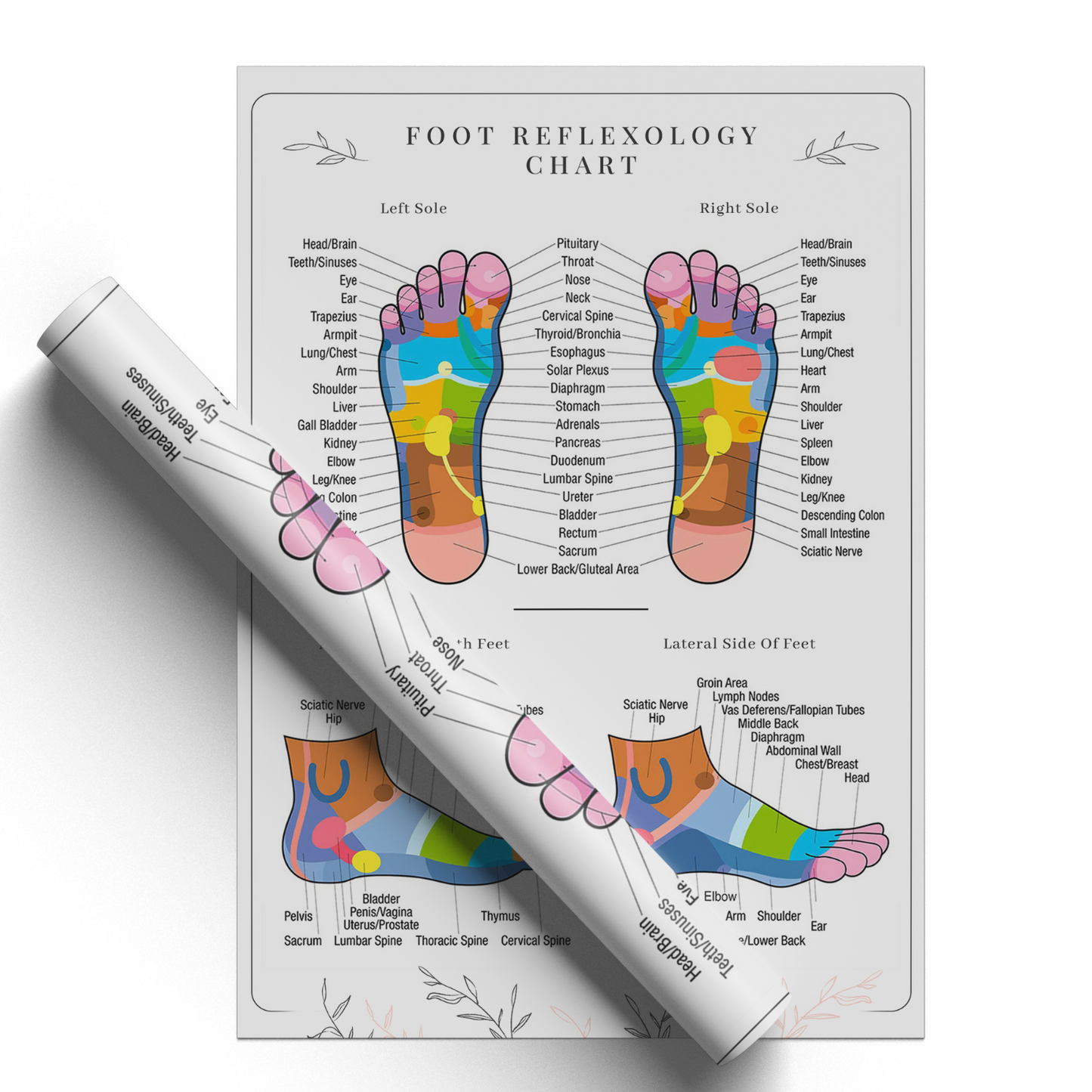 Foot Reflexology Poster Human Anatomy Educational Student Medical Poster A5-A3