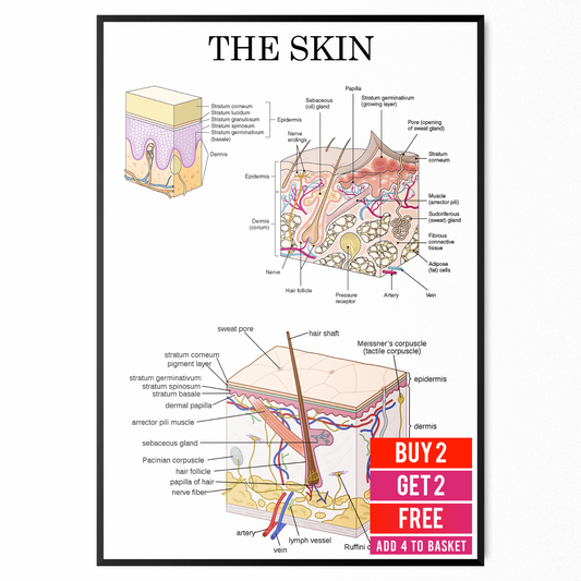 Human Skin Anatomy Medical Poster Doctor Educational Decor Poster A5 A4 A3