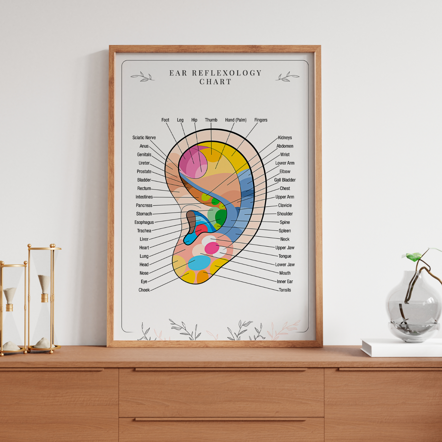 EAR REFLEXOLOGY COLOUR CODED ANATOMY ORGAN MASSAGE CHART POSTER A5 A4 A3