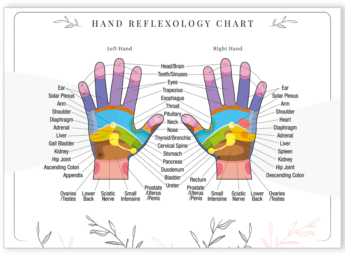 Hand Reflexology Colour Coded Pressure Massage Organ Chart Poster A5 A4 A3